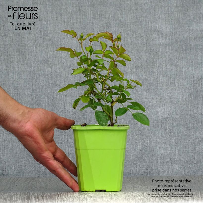 Spécimen de Rosier Patio Rose Nautica Pot de 1,5L tel que livré au printemps