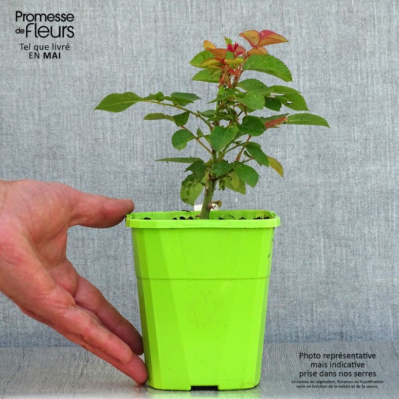 Spécimen de Rosier Patio Rose Xenia Pot de 1,5L/2L tel que livré au printemps