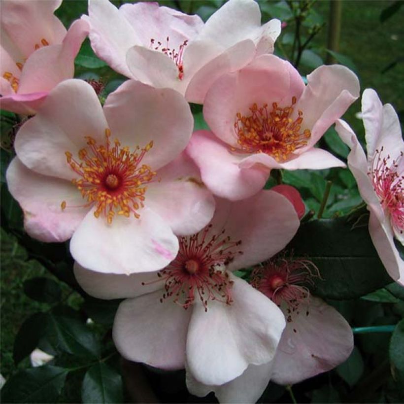 Rosier à fleurs groupées Astronomia (Floraison)