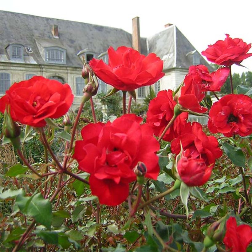 Rosier à fleurs groupées La Sevillana (Floraison)