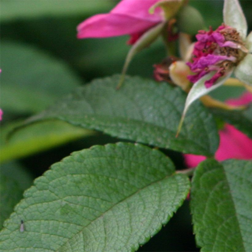 Rosier ancien Pink Grootendorst (Feuillage)