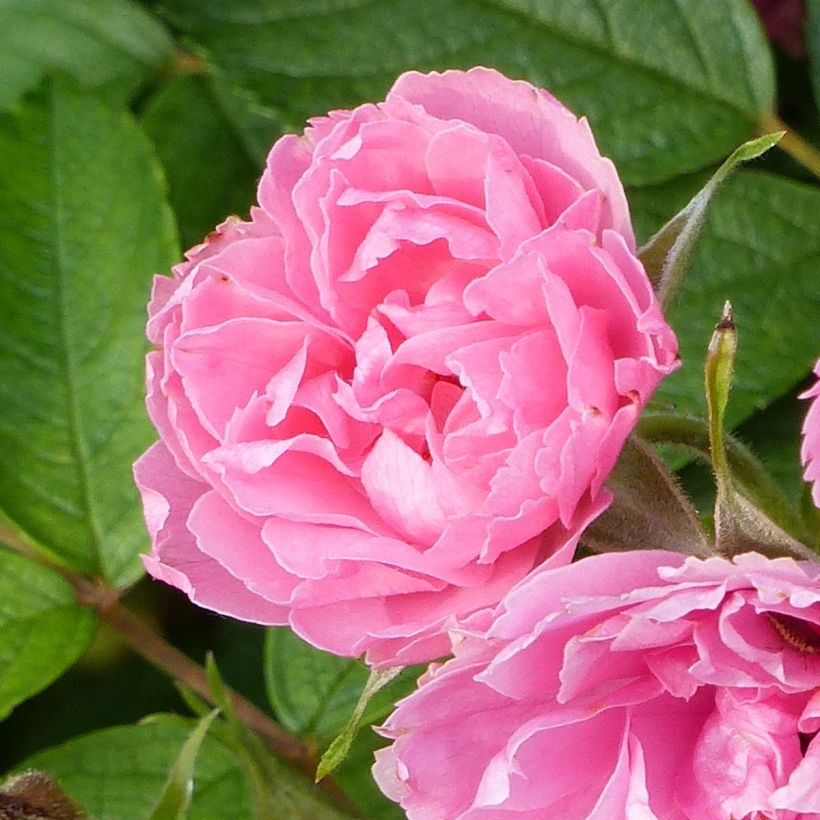 Rosier ancien Pink Grootendorst (Floraison)