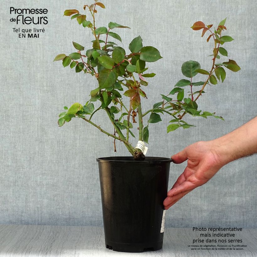 Spécimen de Rosier Princesse Astrid de Belgique - Rosier buisson à grandes fleurs Pot de 4L/5L tel que livré au printemps