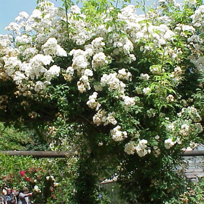 Rosier liane Rambling Rector (Floraison)