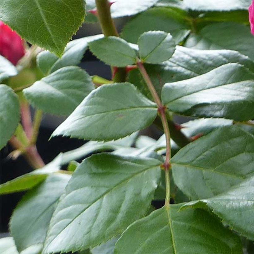 Rosier à fleurs groupées Red Leonardo da Vinci (Feuillage)