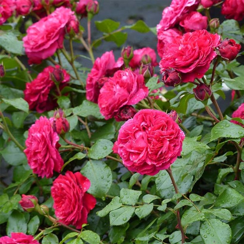 Rosier à fleurs groupées Red Leonardo da Vinci (Floraison)