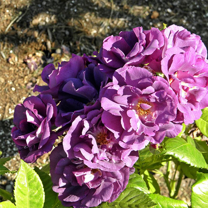 Rosier à fleurs groupées Rhapsody In Blue (Floraison)