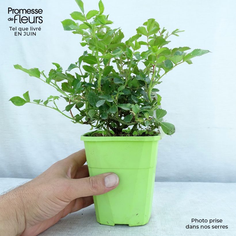 Spécimen de Rosier Rigo Innocencia Pot de 3L/4L tel que livré en été