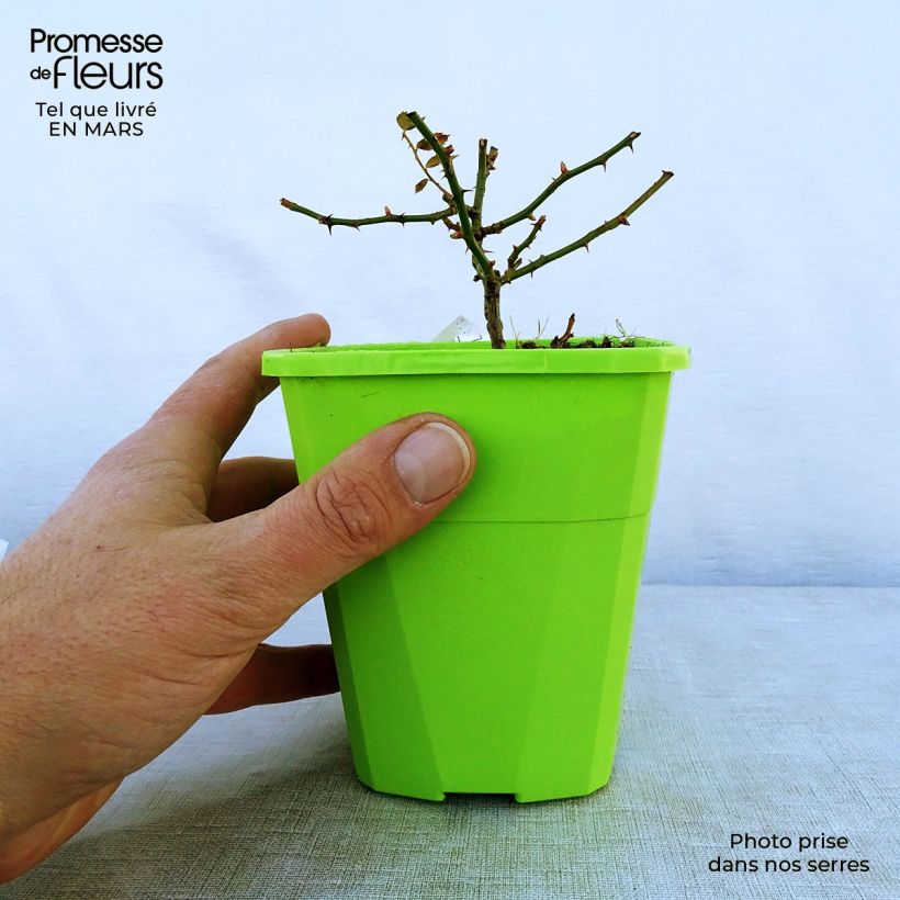 Spécimen de Rosier Rigo Innocencia - Pot de 3L./4L. tel que livré au printemps