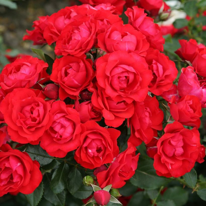 Rosier Rigo Black Forest Rose (Floraison)