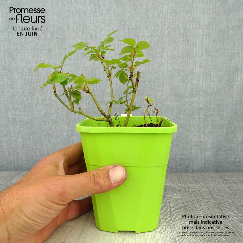 Spécimen de Rosier Rigo Rosen Caracho - pot de 1.5L tel que livré au printemps