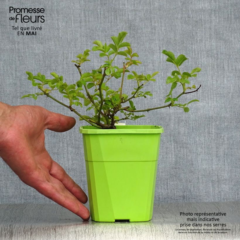 Spécimen de Rosier Rigo Rosen Hotline Pot de 1,5L tel que livré au printemps