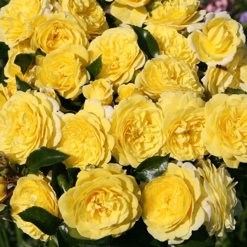 Rosier Rigo Solero  (Floraison)