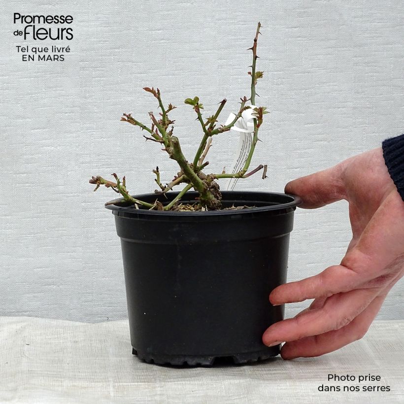 Spécimen de Rosier Rigo Solero - Pot de 1.5L tel que livré au printemps