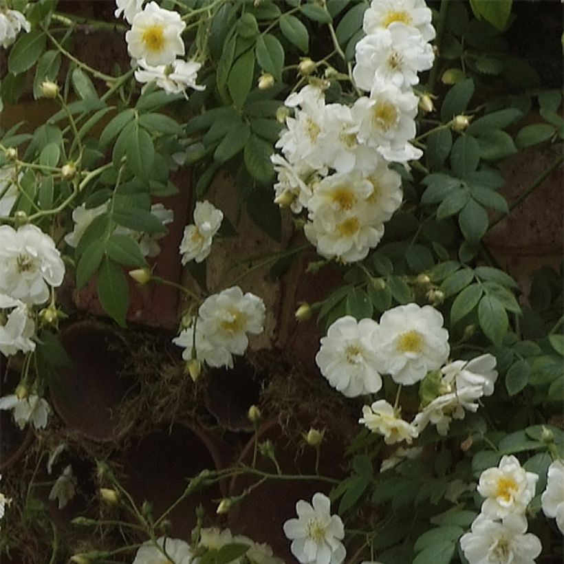 Rosier liane Sander's White Rambler (Floraison)