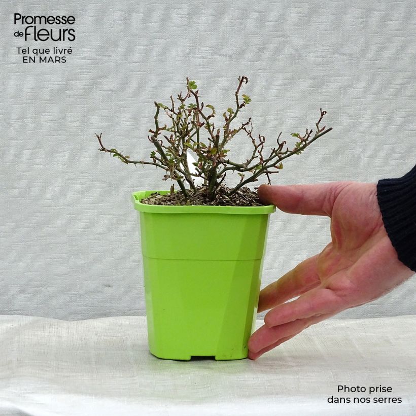 Spécimen de Rosier Sans Contraintes Rose du Soleil Pot de 1,5L tel que livré au printemps
