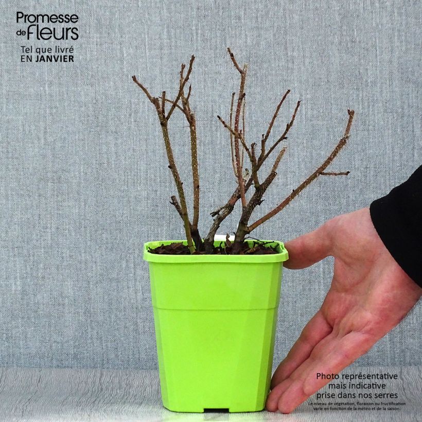 Spécimen de Rosier Savoranova Smart Pot de 1,5L tel que livré en hiver