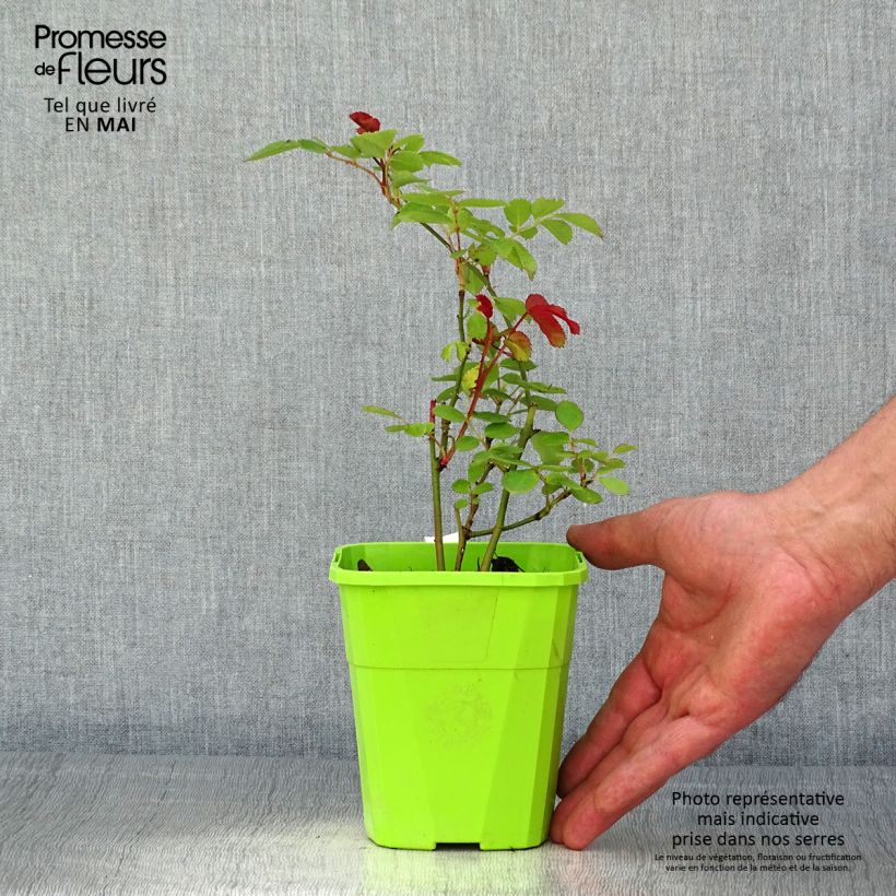 Spécimen de Rosier See You In Pink Pot de 1,5L/2L tel que livré au printemps