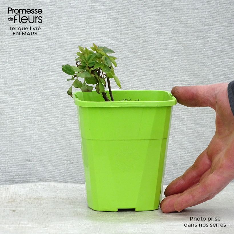 Spécimen de Rosier See You In Purple - Pot de 1,5L tel que livré au printemps