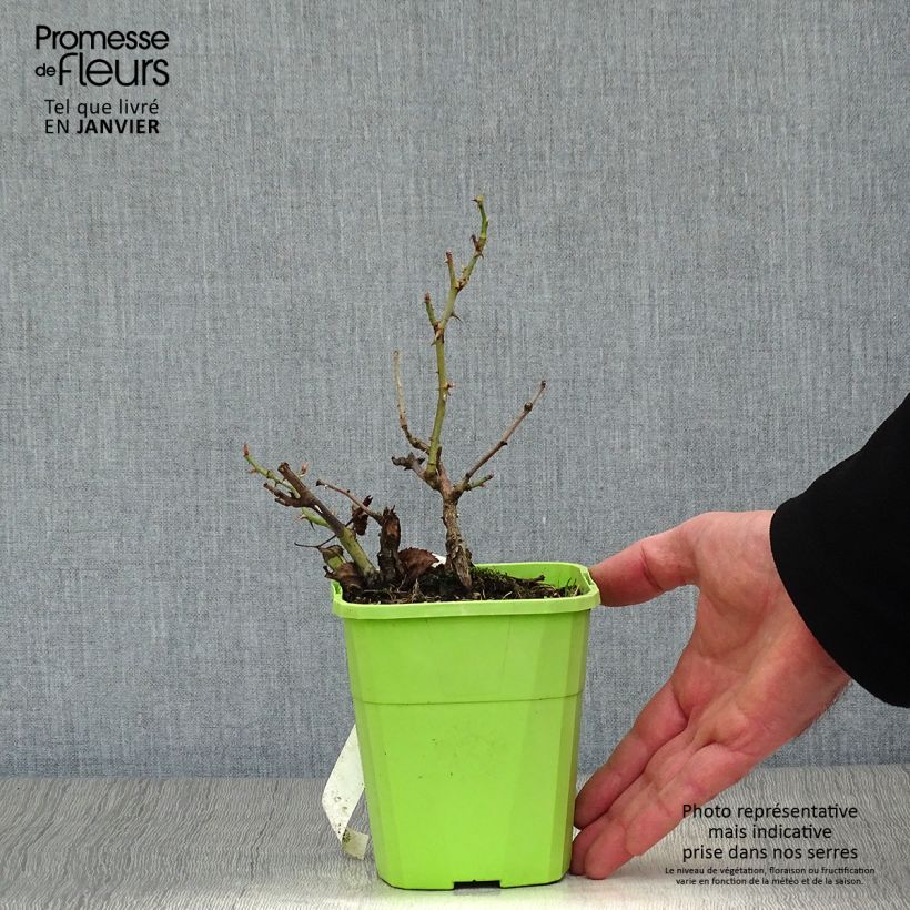 Spécimen de Rosier See You In Red Pot de 1,5L/2L tel que livré en hiver
