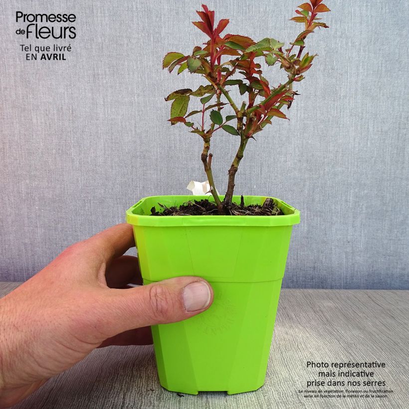 Spécimen de Rosier See You In Red Pot de 1,5L/2L tel que livré au printemps