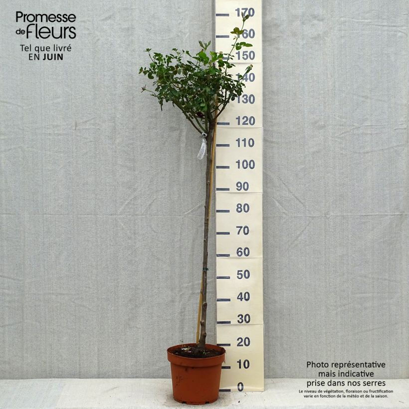 Spécimen de Rosier Tige David Austin Darcey Bussel Pot de 7,5L/10L, Tige de 70/90 tel que livré en été