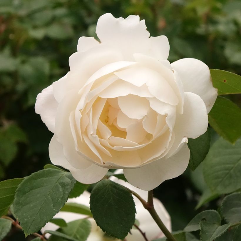 Rosier Tige David Austin Desdemona (Floraison)