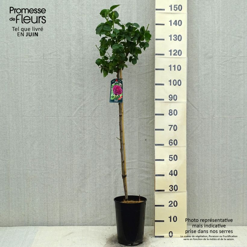 Spécimen de Rosier tige Minerva Pot de 7,5L/10L, Tige de 90/120Hauteur livrée env. 110/150cm tel que livré en été