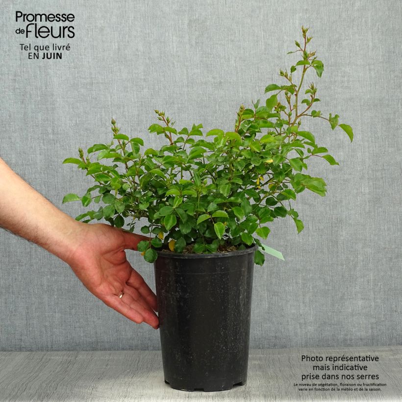 Spécimen de Rosier Sans Contraintes Toscana / Gärtnerfreude Pot de 3L/4L tel que livré au printemps