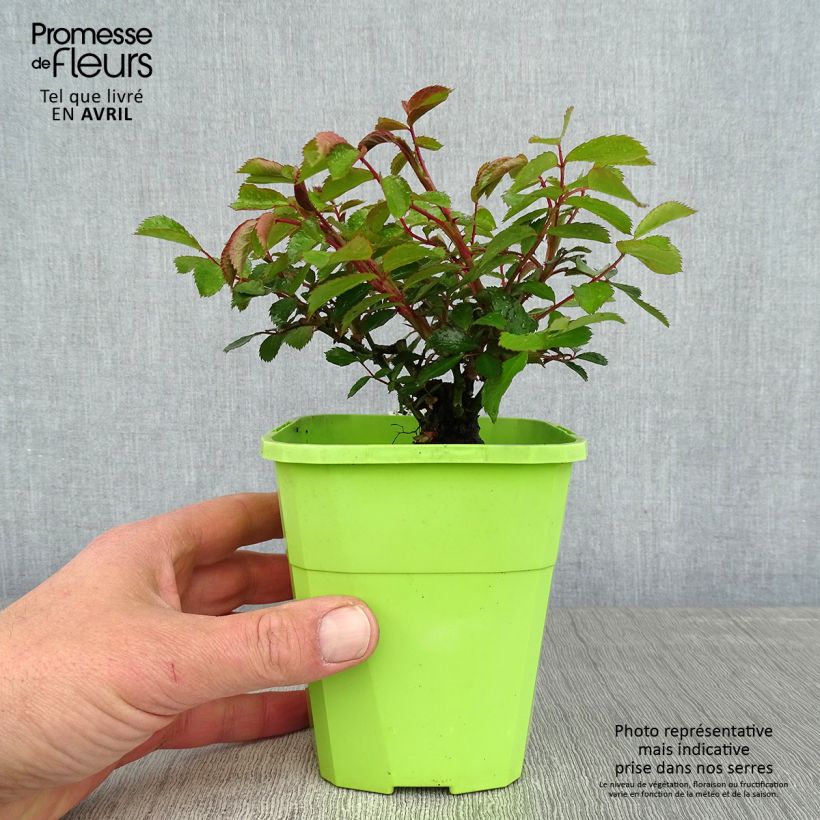 Spécimen de Rosier Urban Streetlight Larissa Pot de 1,5L tel que livré au printemps