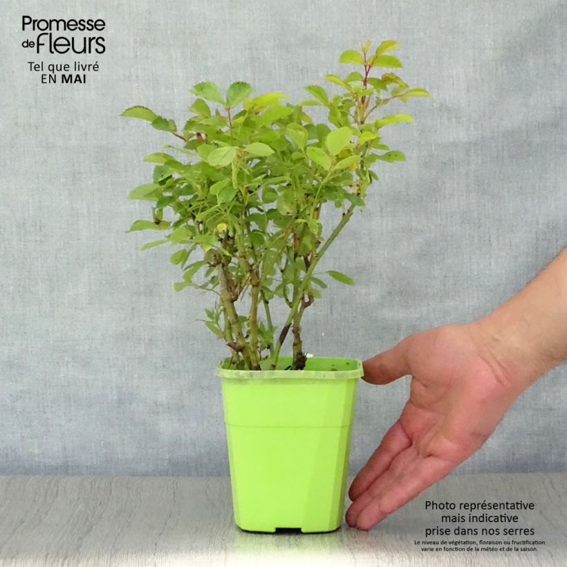 Spécimen de Rosier Urban Streetlight Marondo Pot de 1,5L tel que livré au printemps