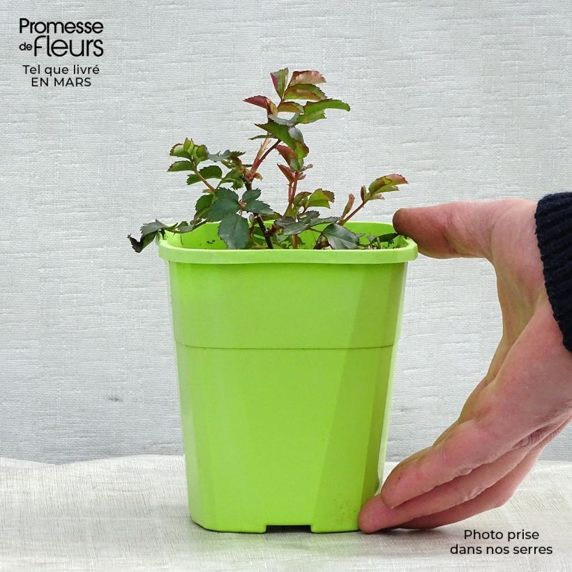 Spécimen de Rosier Urban Streetlight Phoenix Pot de 1,5L tel que livré au printemps
