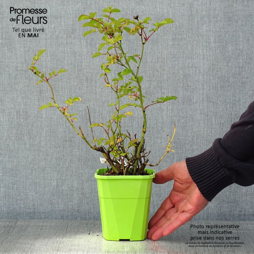 Spécimen de Rosier Urban Streetlight Rekord Cubana Pot de 1,5L tel que livré au printemps