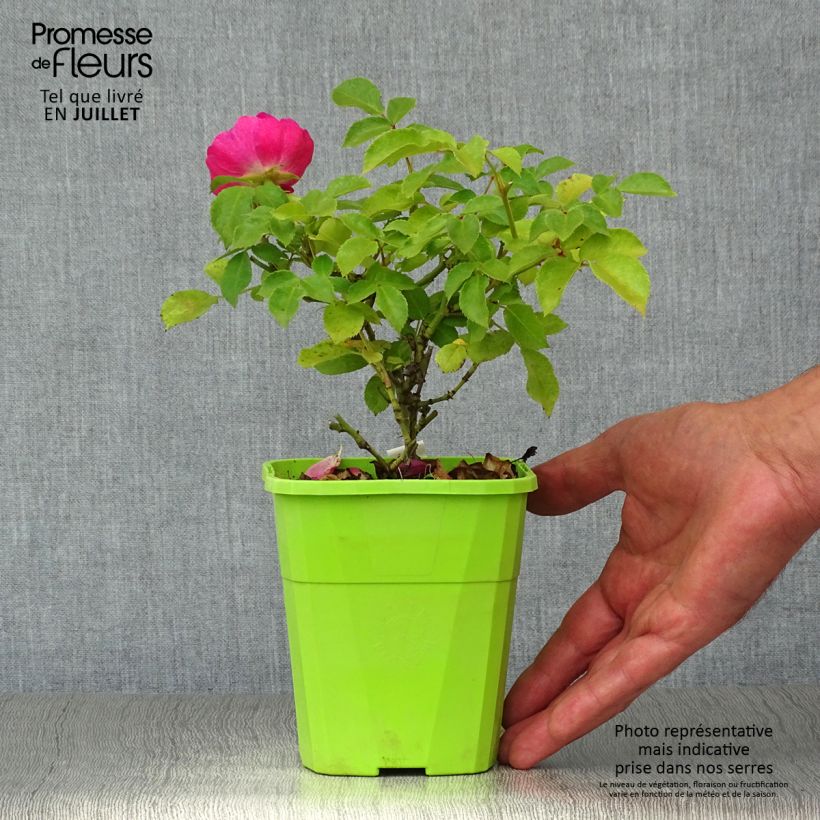 Spécimen de Rosier Urban Streetlight Rekord Pink Emely Pot de 1,5L/2L tel que livré en été