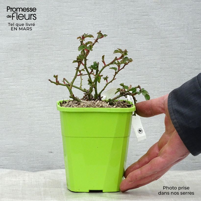 Spécimen de Rosier Urban Streetlight Rekord Pink Emely Pot de 1,5L tel que livré au printemps