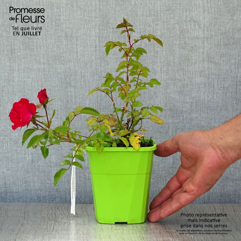 Spécimen de Rosier Urban Streetlight Sommerabend Pot de 1L/1,5L tel que livré en été