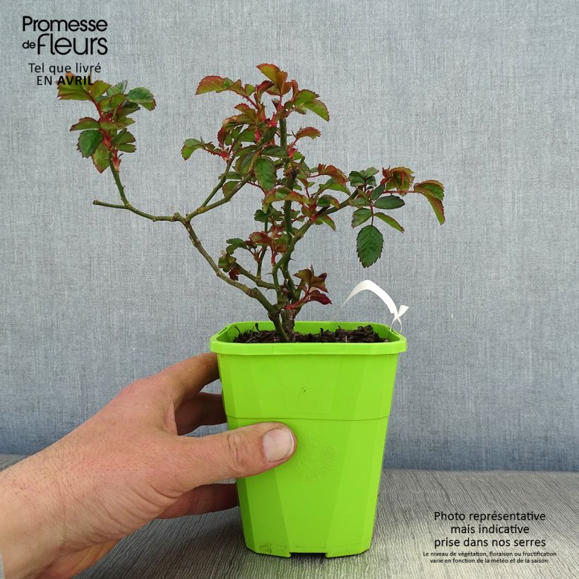 Spécimen de Rosier Urban Streetlight Sommerabend Pot de 1L/1,5L tel que livré au printemps