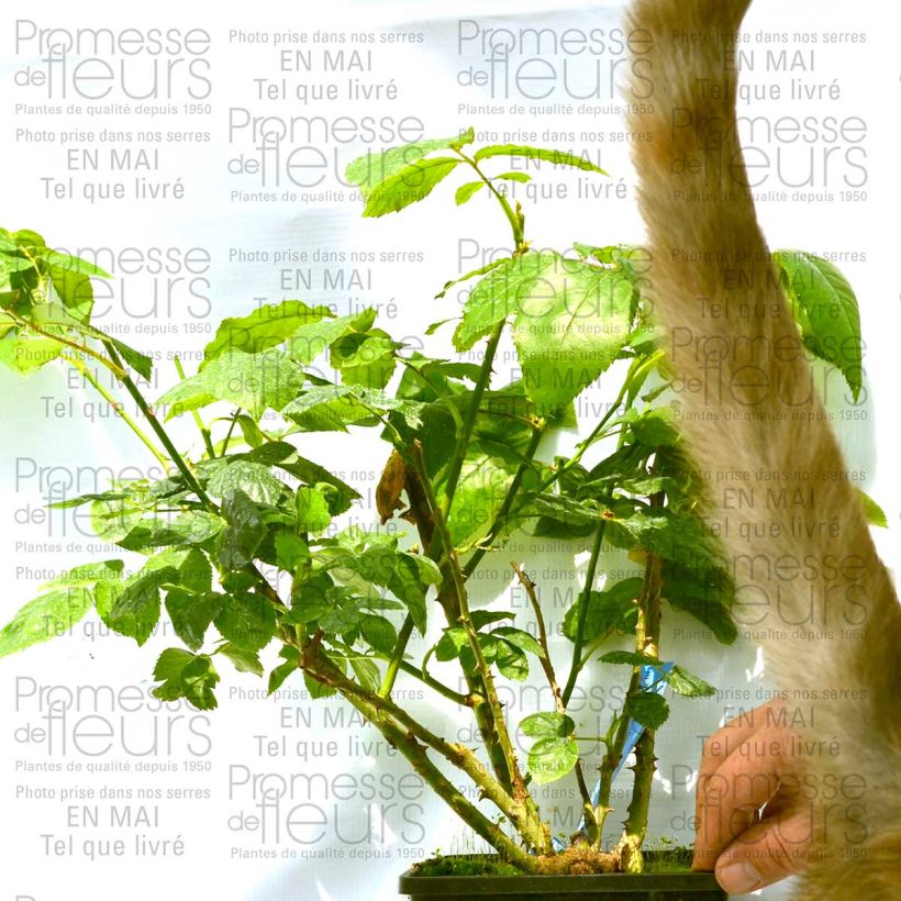 Exemple de spécimen de Rosier Generosa Zayed of Abu Dhabi Pot de 4L/5L tel que livré