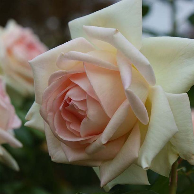 Rosier à grandes fleurs Prince Jardinier (Floraison)