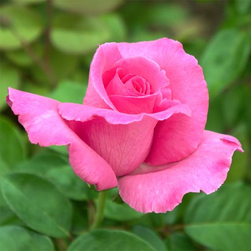 Rosier à grandes fleurs The McCartney Rose  (Floraison)