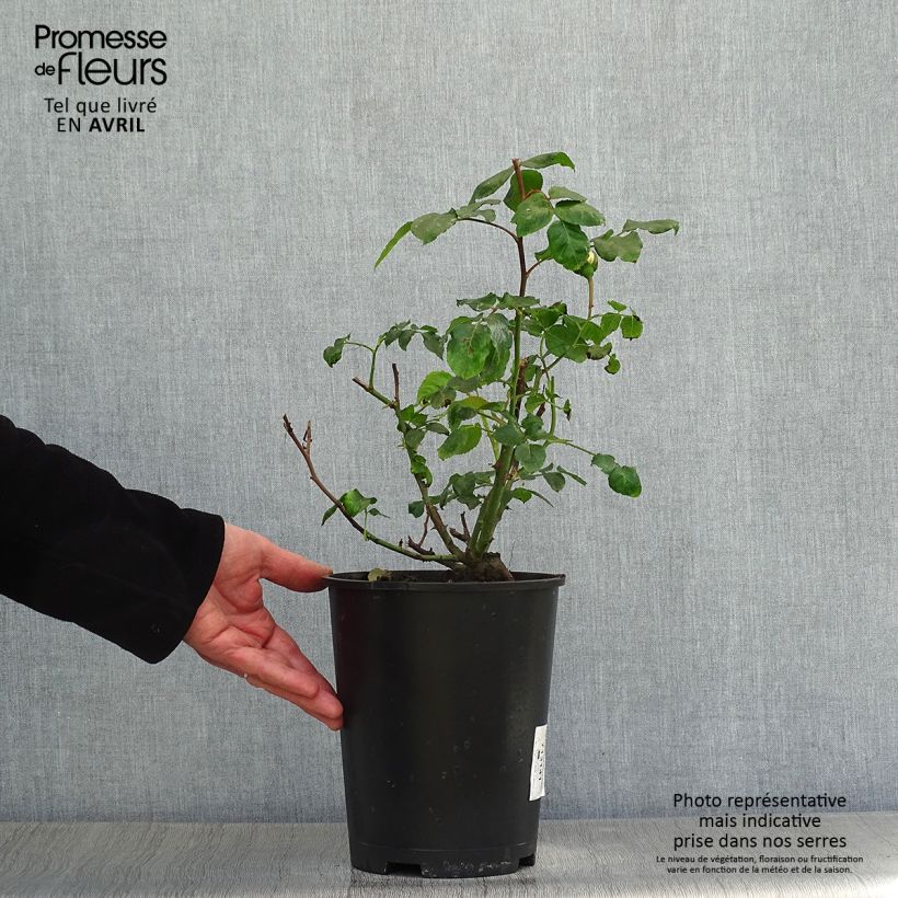 Spécimen de Rosier à fleurs groupées Abracadabra Koramsaro en pot de 3L tel que livré au printemps
