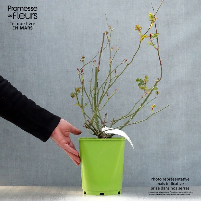 Spécimen de Rosier à fleurs groupées Alain en pot de 3L tel que livré au printemps