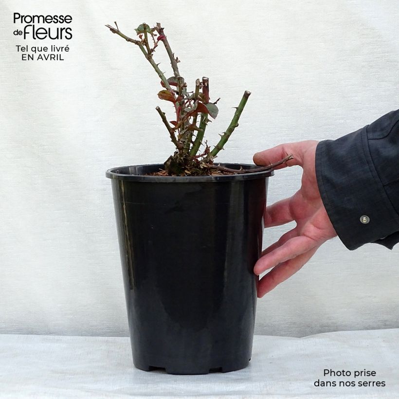 Spécimen de Rosier à fleurs groupées Amber Queen en pot de 3L tel que livré au printemps