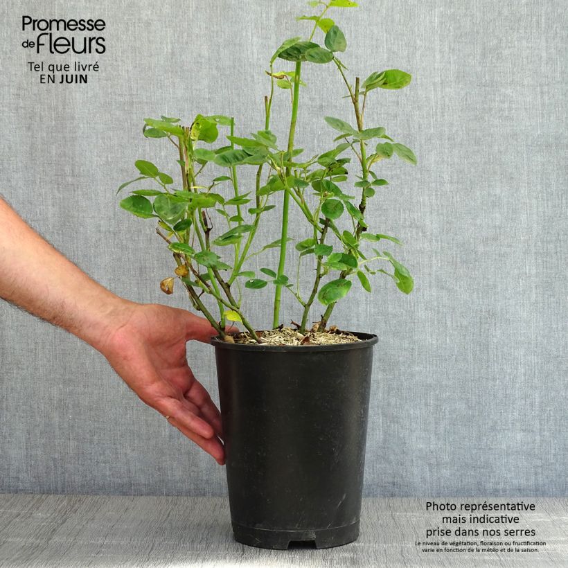 Spécimen de Rosier à fleurs groupées Anny Duperey pot de 4/5L tel que livré au printemps
