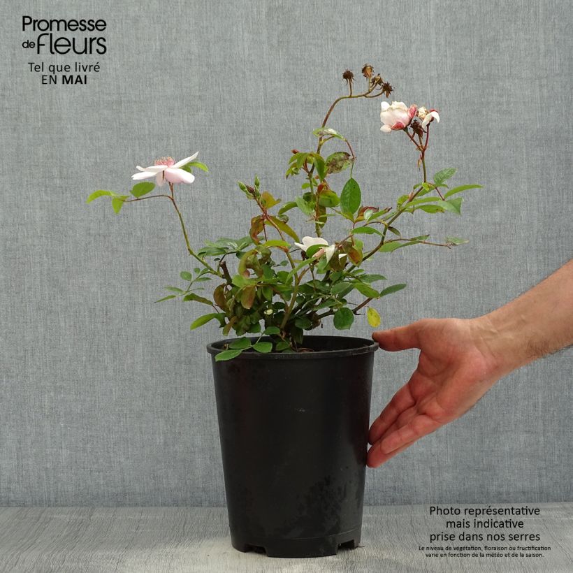 Spécimen de Rosier à fleurs groupées Astronomia en pot de 4L/5L tel que livré au printemps