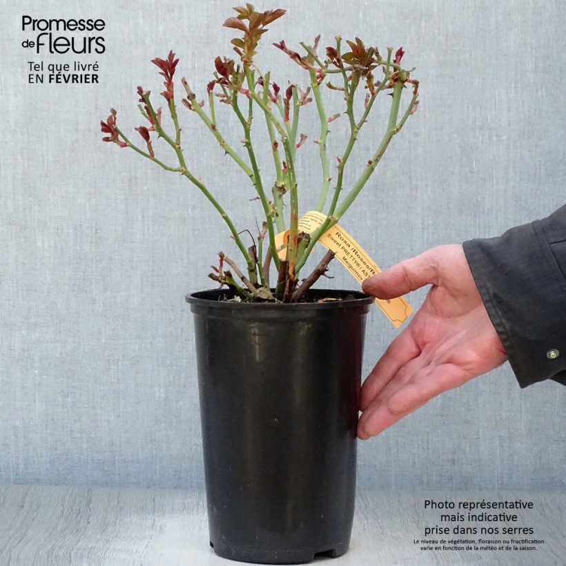 Spécimen de Rosier à fleurs groupées Astronomia Pot de 4L/5L tel que livré en hiver