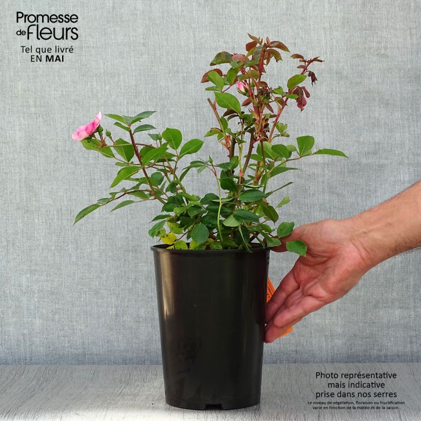 Spécimen de Rosier à fleurs groupées Astronomia (sweet pretty) en pot de 3L tel que livré au printemps