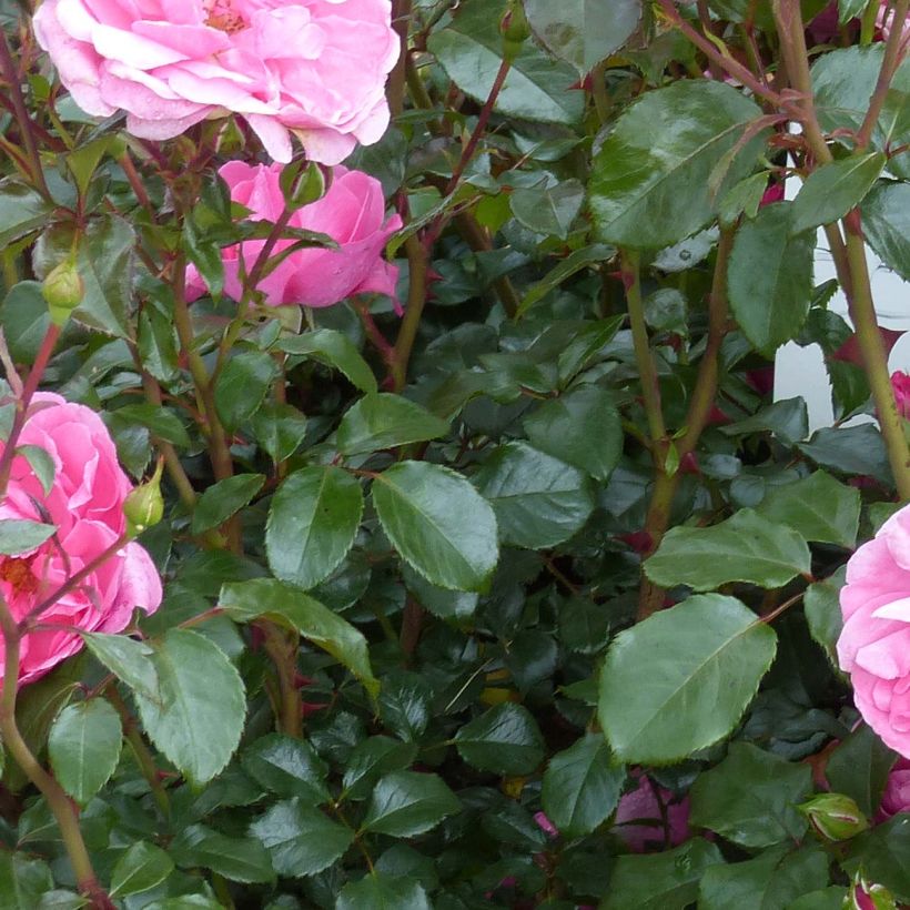 Rosier à fleurs groupées Berleburg (Feuillage)