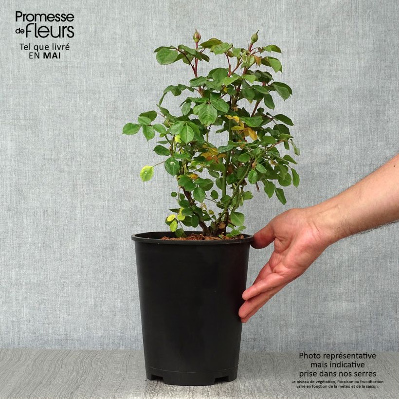 Spécimen de Rosier à fleurs groupées Berleburg en pot de 3L/4L. tel que livré au printemps