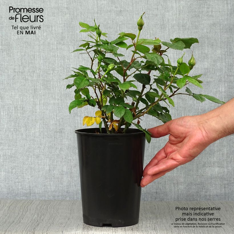 Spécimen de Rosier à fleurs groupées Bernstein Rose en pot de 2L/3L tel que livré au printemps